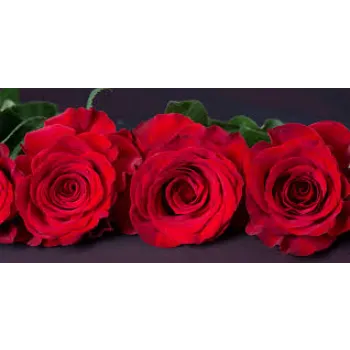 Top Red Rose